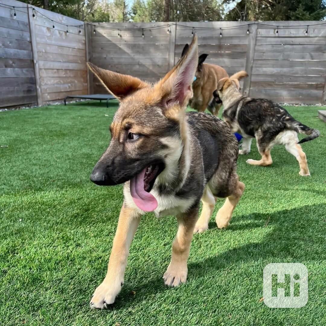 Štěňata německého ovčáka - foto 1