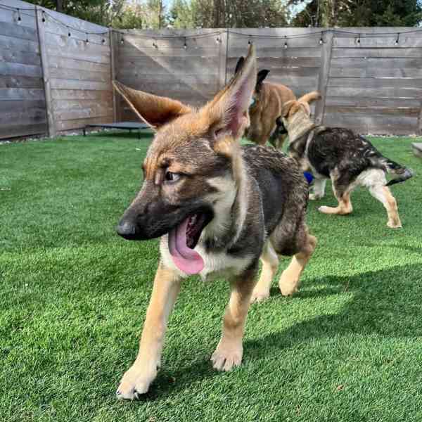 Štěňata německého ovčáka