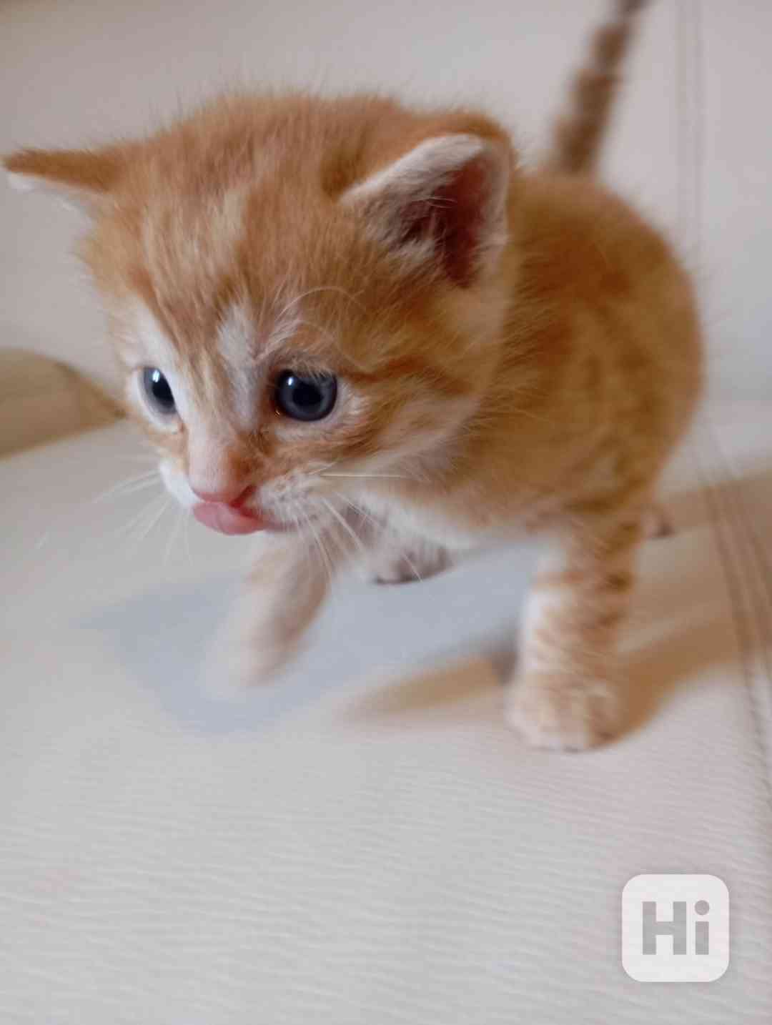 Koťátka dám do dobrých rukou. - foto 1