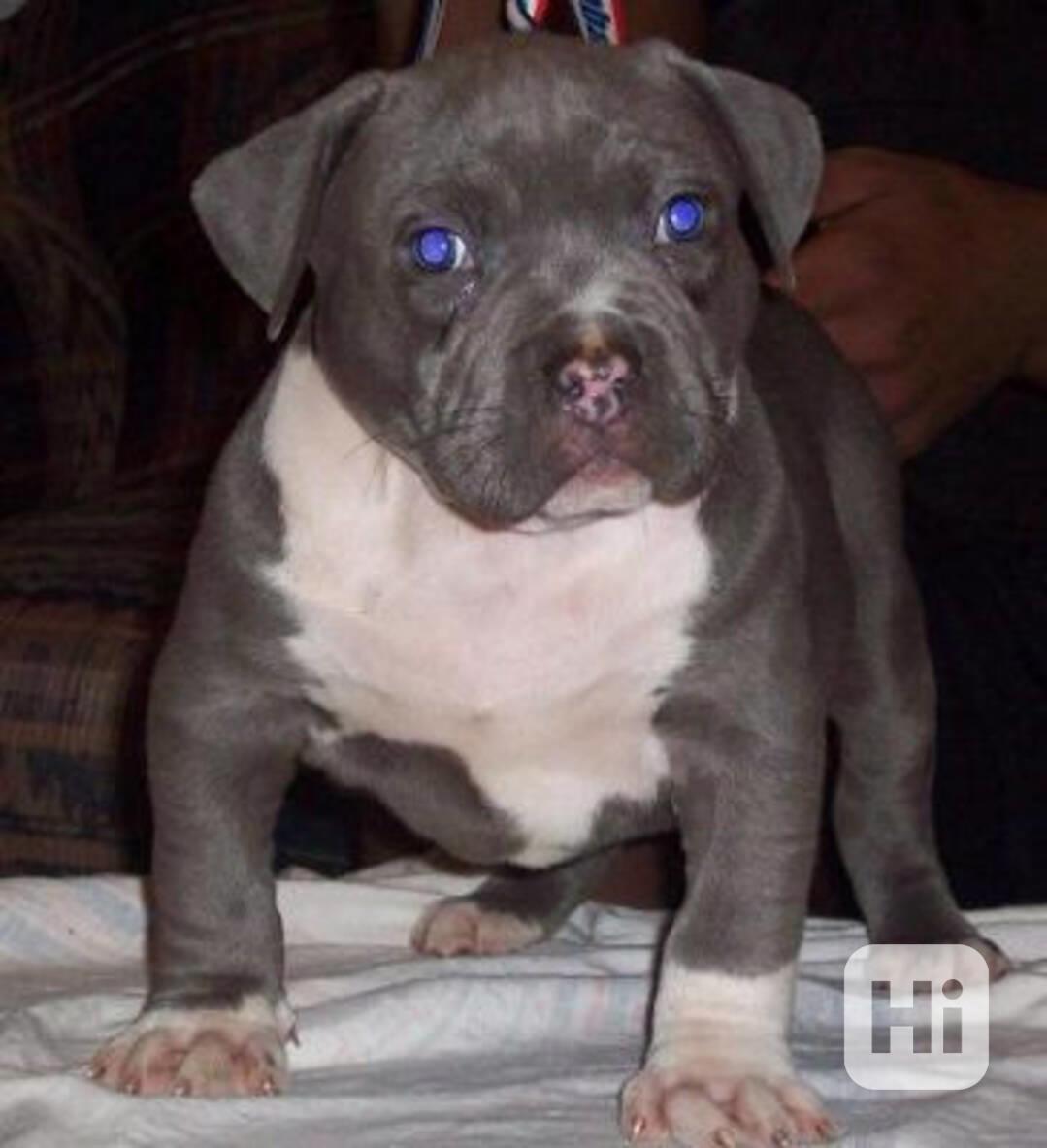 Štěňata amerického pitbulteriéra Blueline - foto 1