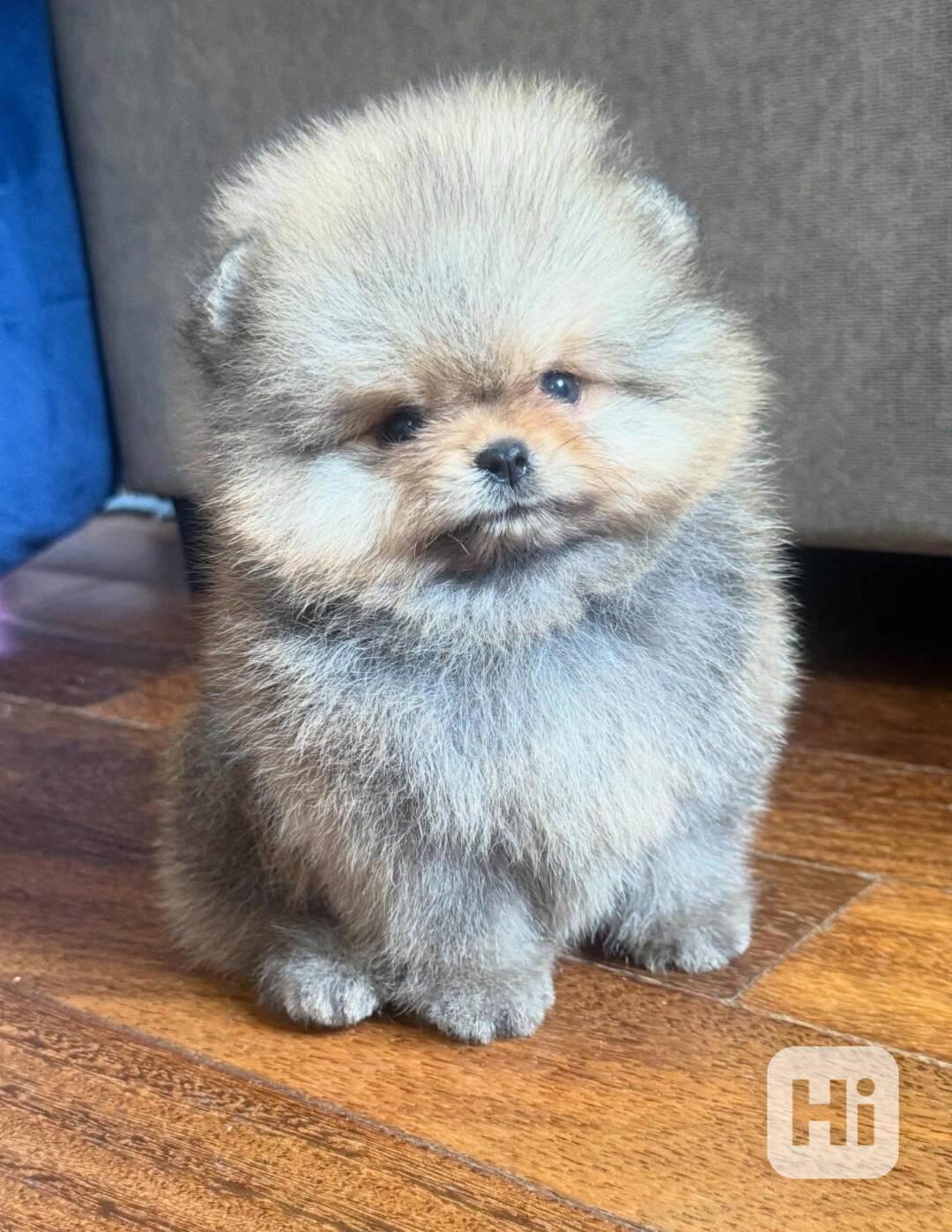 Čistokrevný pomeranian! - foto 1