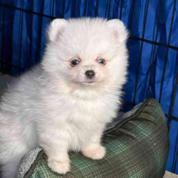 Čistokrevný pomeranian! - foto 2