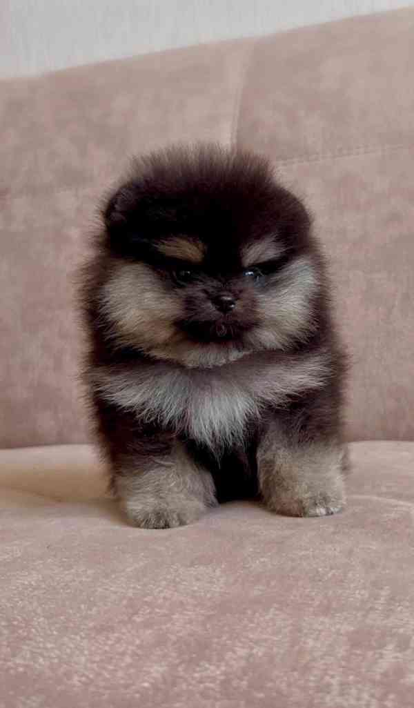 Čistokrevný pomeranian! - foto 4