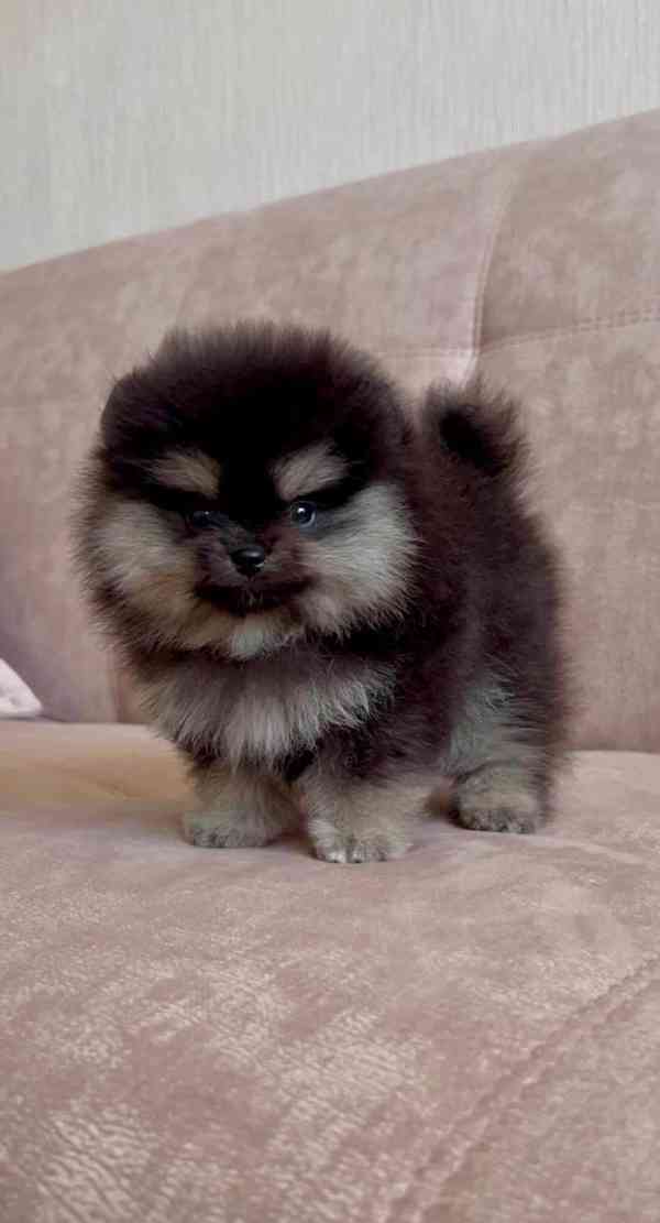 Čistokrevný pomeranian! - foto 3
