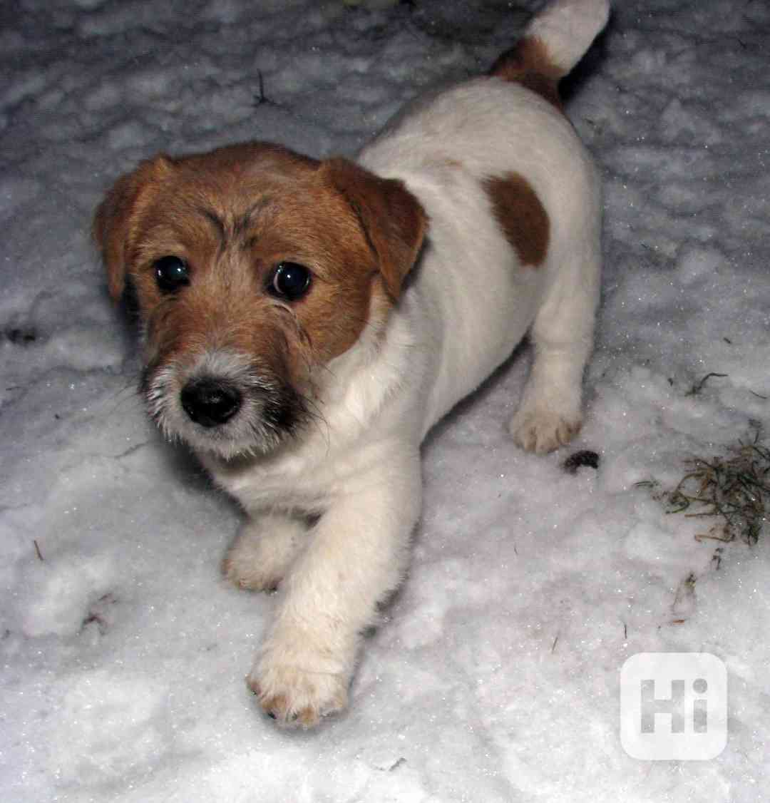 Jack Russell teriér – 3měsíční štěně-pejsek s PP k odběru - foto 1