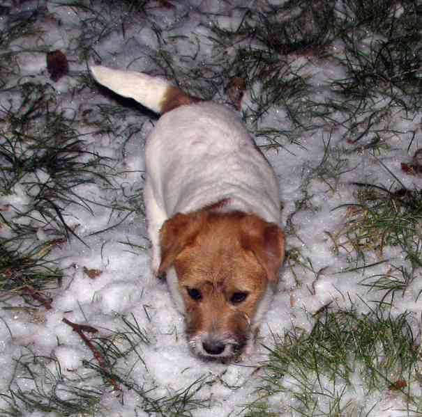 Jack Russell teriér – 3měsíční štěně-pejsek s PP k odběru - foto 13