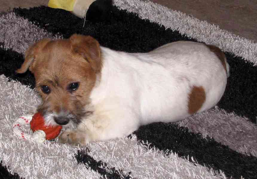 Jack Russell teriér – 3měsíční štěně-pejsek s PP k odběru - foto 3