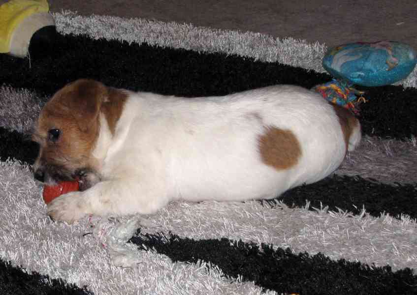 Jack Russell teriér – 3měsíční štěně-pejsek s PP k odběru - foto 7