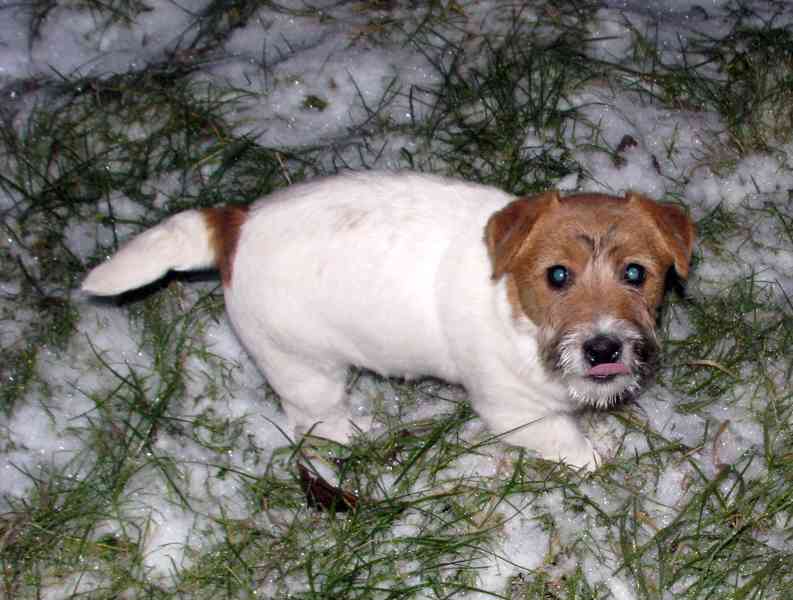 Jack Russell teriér – 3měsíční štěně-pejsek s PP k odběru - foto 12