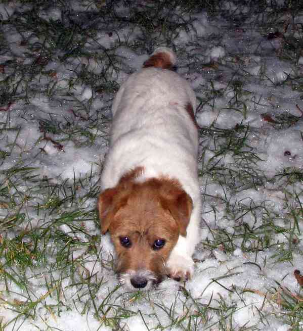 Jack Russell teriér – 3měsíční štěně-pejsek s PP k odběru - foto 14