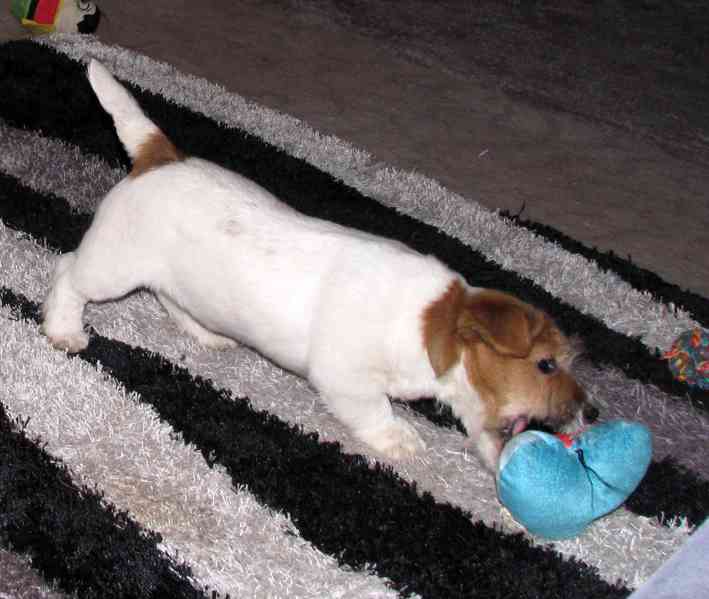 Jack Russell teriér – 3měsíční štěně-pejsek s PP k odběru - foto 9