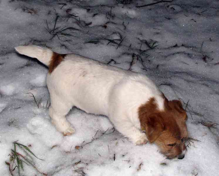 Jack Russell teriér – 3měsíční štěně-pejsek s PP k odběru - foto 15