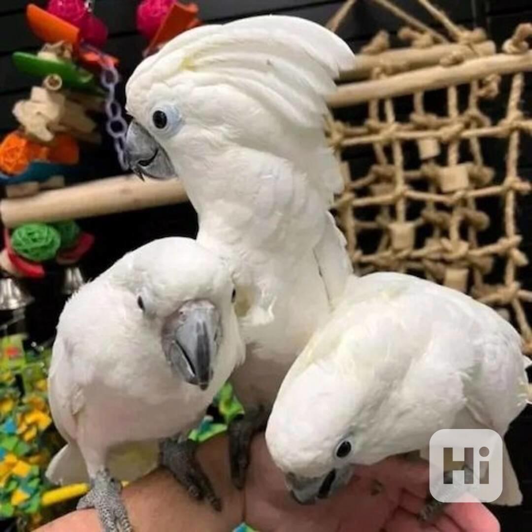 Kakadu chocholatý k dispozici - foto 1