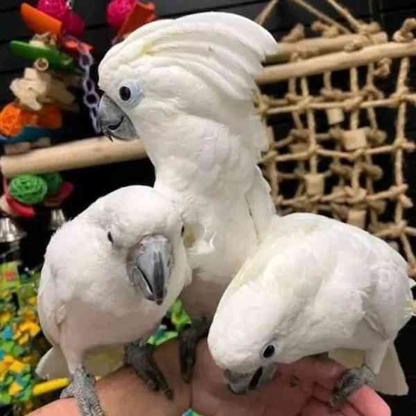 Kakadu chocholatý k dispozici