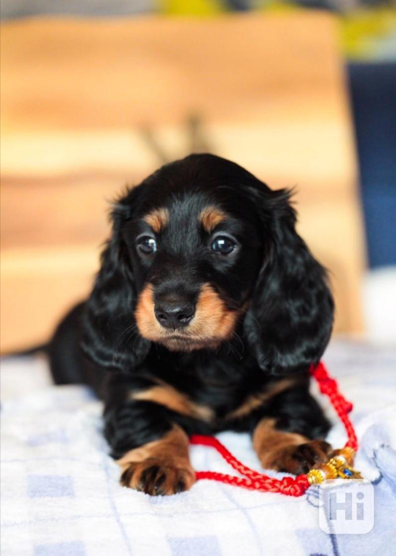 Miniaturní jezevčíci čokoládová barva - foto 1