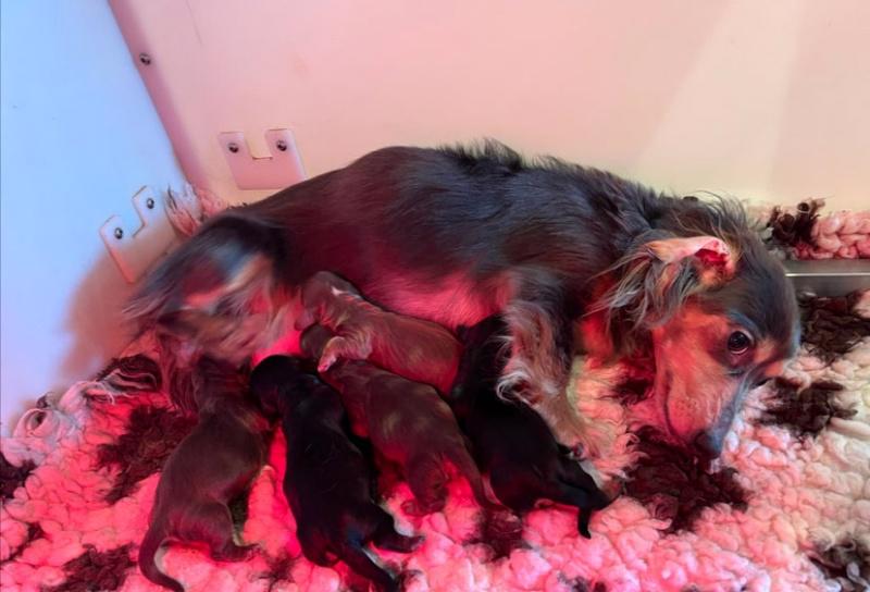 Miniaturní jezevčíci čokoládová barva - foto 6