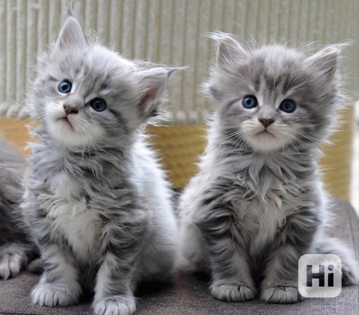 1/4 Mainská mývalí koťata na prodej - foto 1