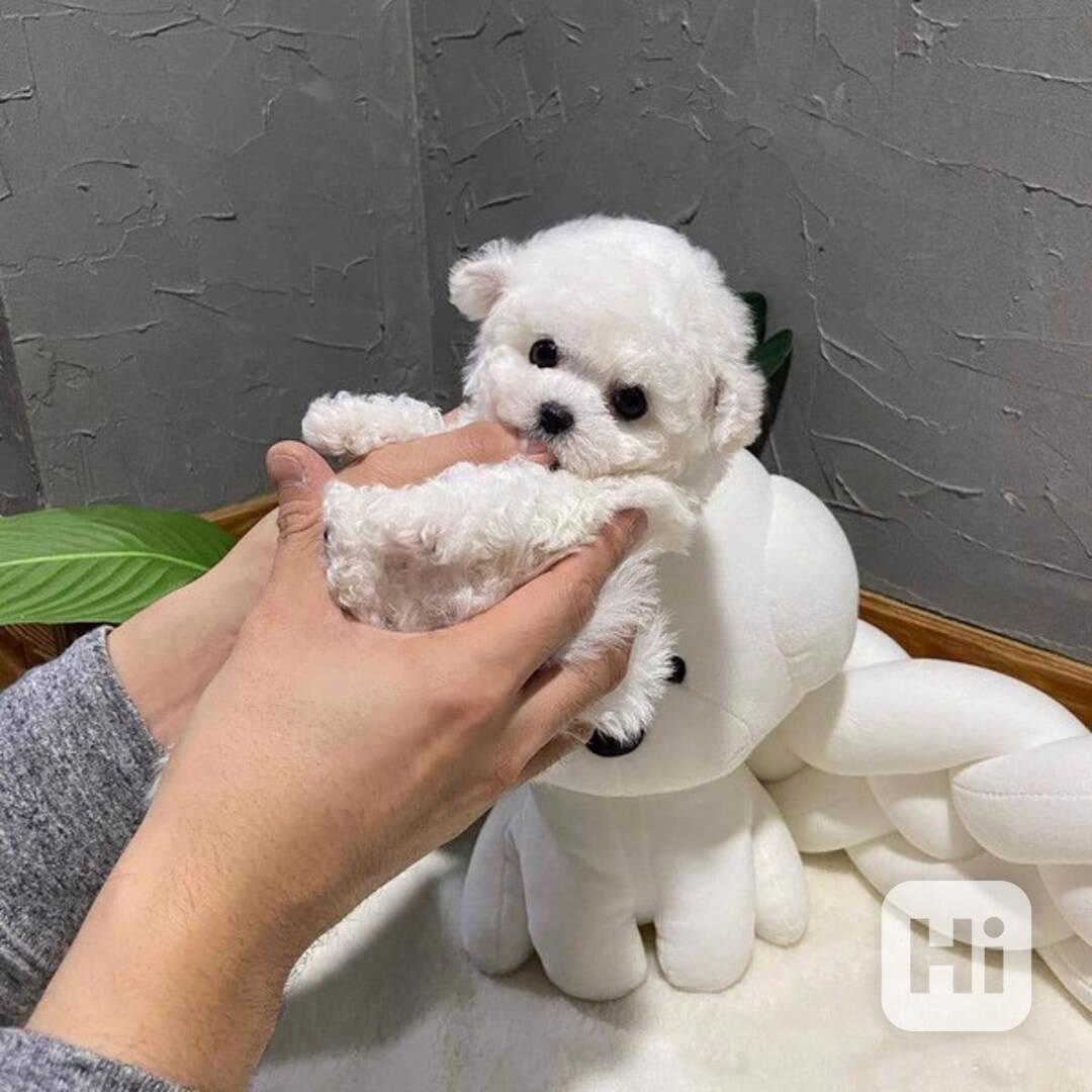 Štěňata bišonků – 3 holky a 2 kluci - foto 1