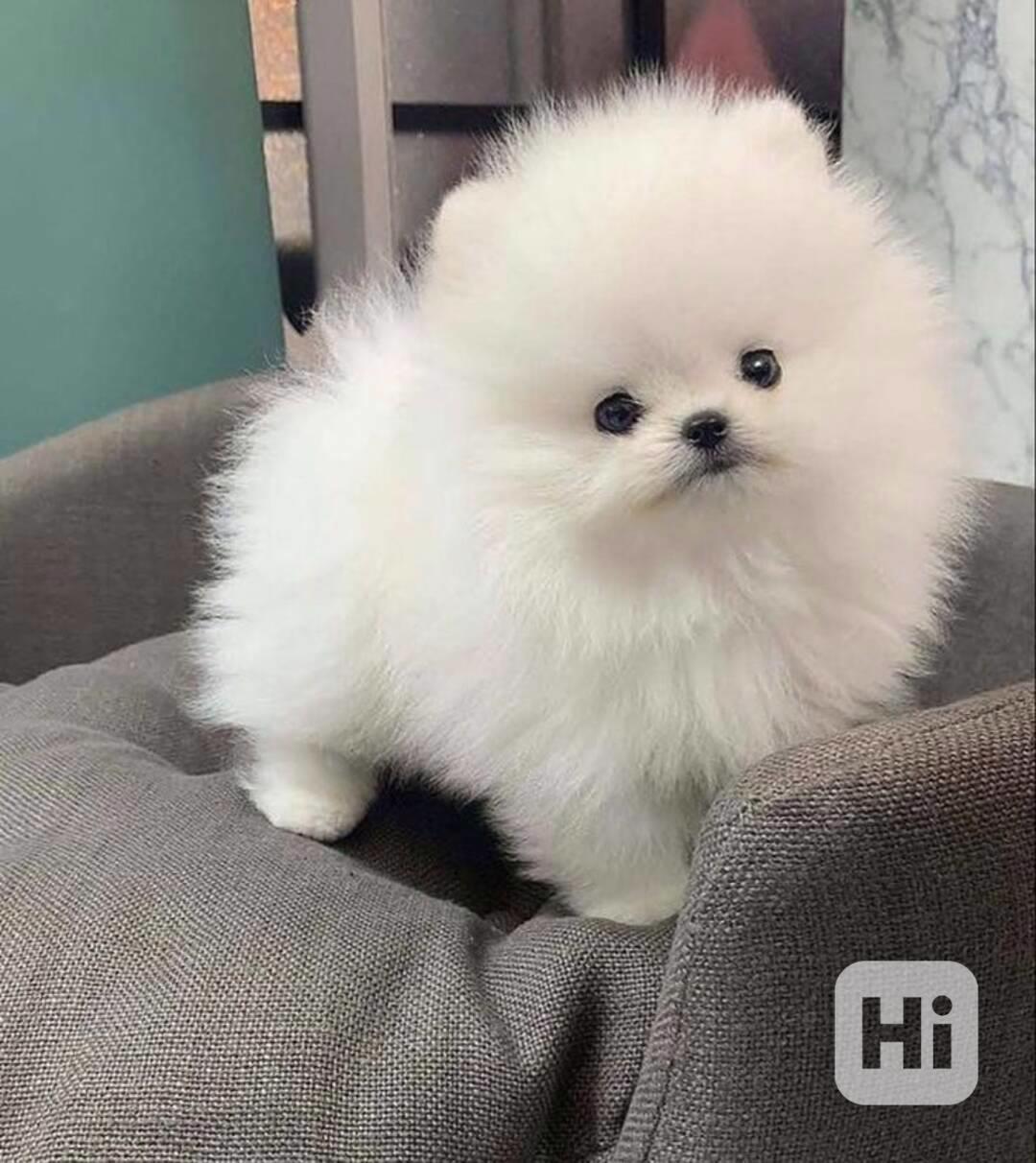 Vynikající pomeranian štěňata, samec a samice - foto 1