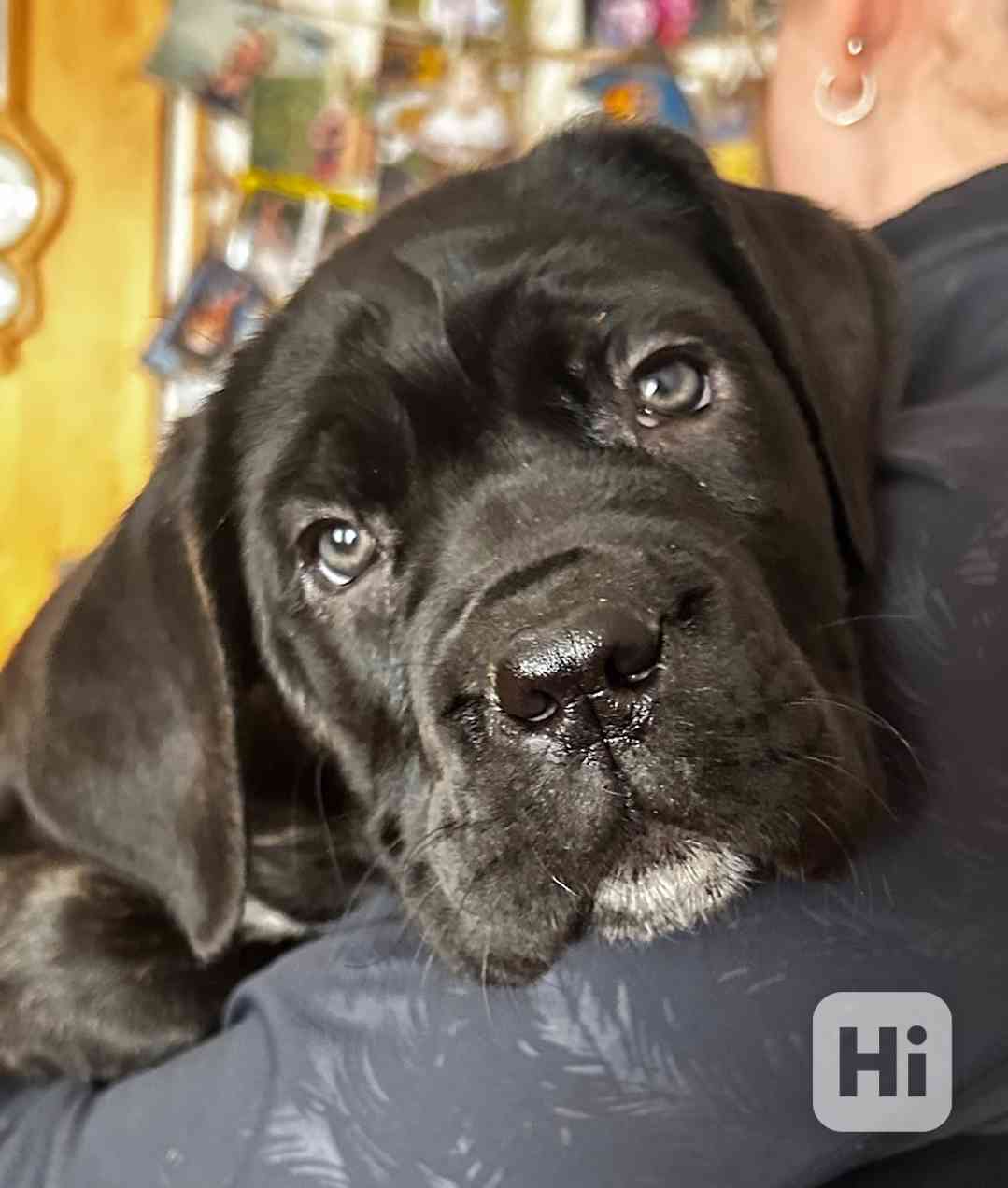 Cane corso s PP FCI - foto 1