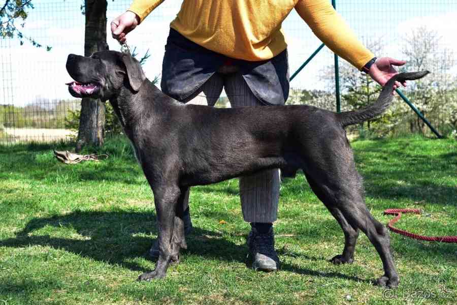 Cane corso s PP FCI - foto 9