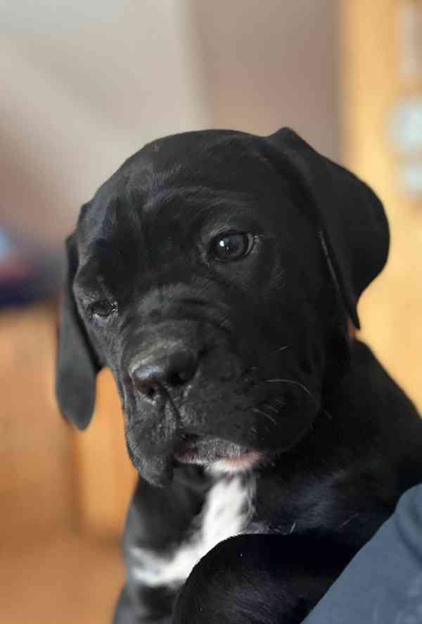 Cane corso s PP FCI - foto 2