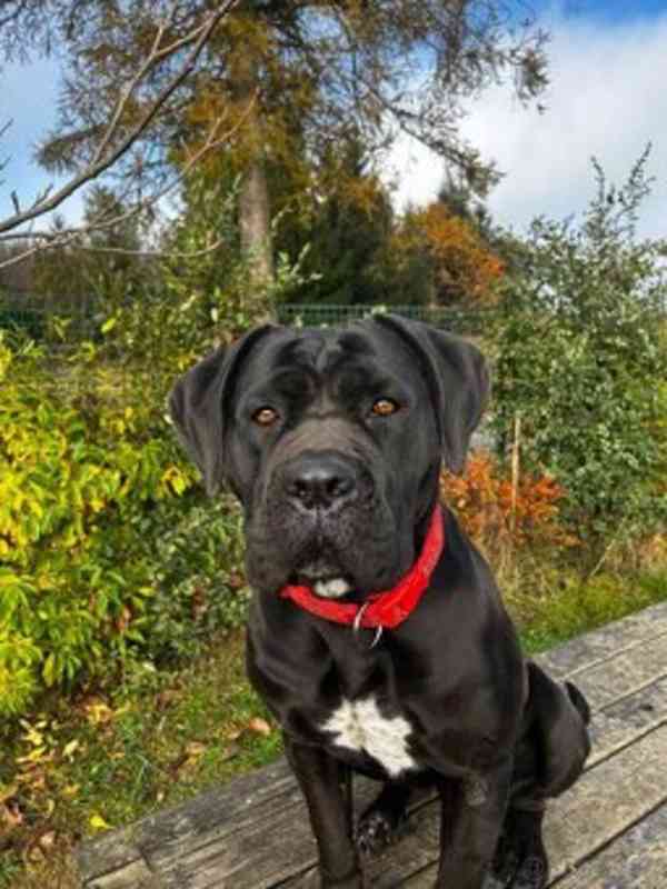 Cane corso s PP FCI - foto 8