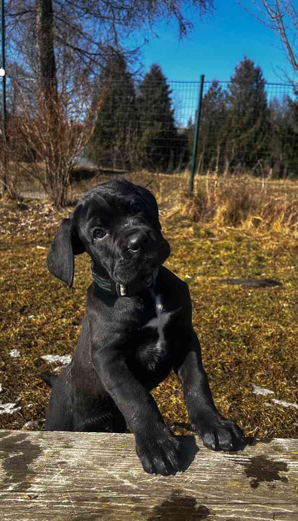 Cane corso s PP FCI - foto 4