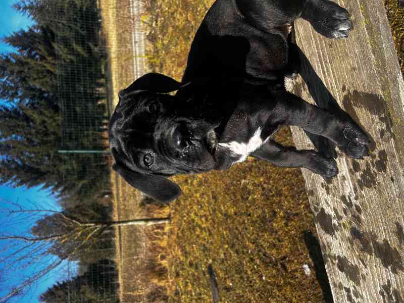 Cane corso s PP FCI - foto 7