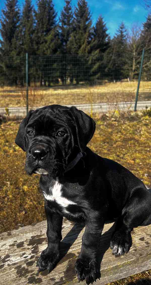 Cane corso s PP FCI - foto 6