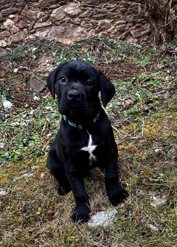 Cane corso s PP FCI - foto 3