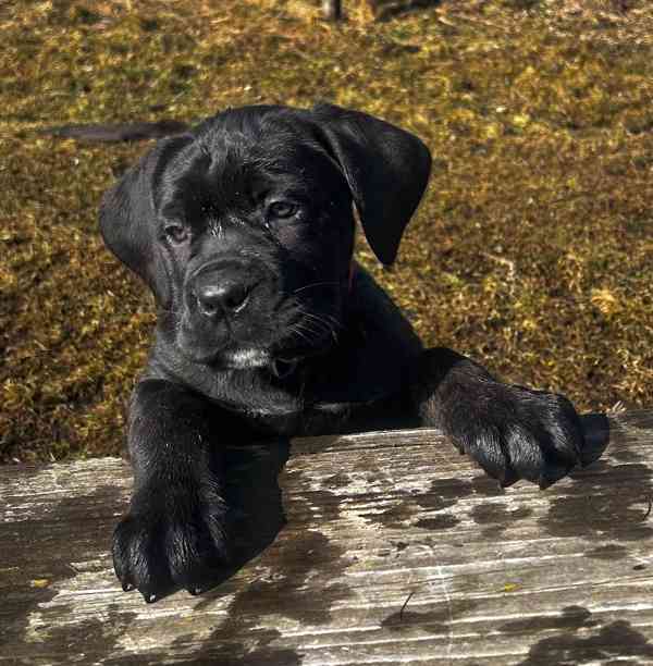 Cane corso s PP FCI - foto 5