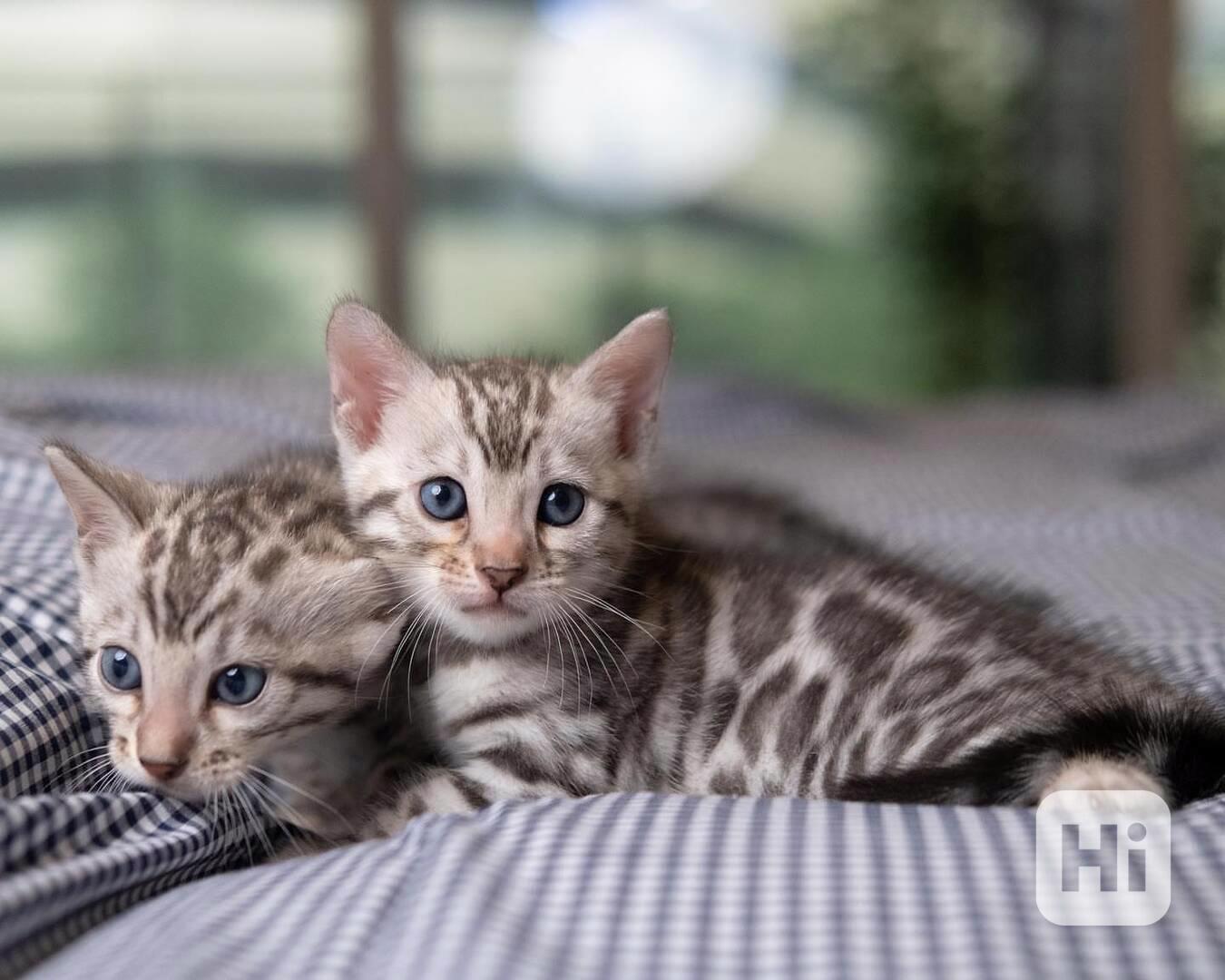 Rozkošná bengálská koťátka k adopci - foto 1