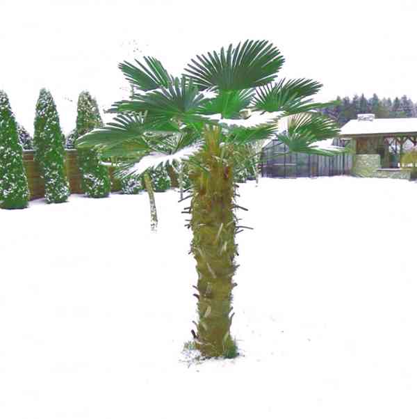 semena palma Trachycarpus Wagnerianus - foto 1
