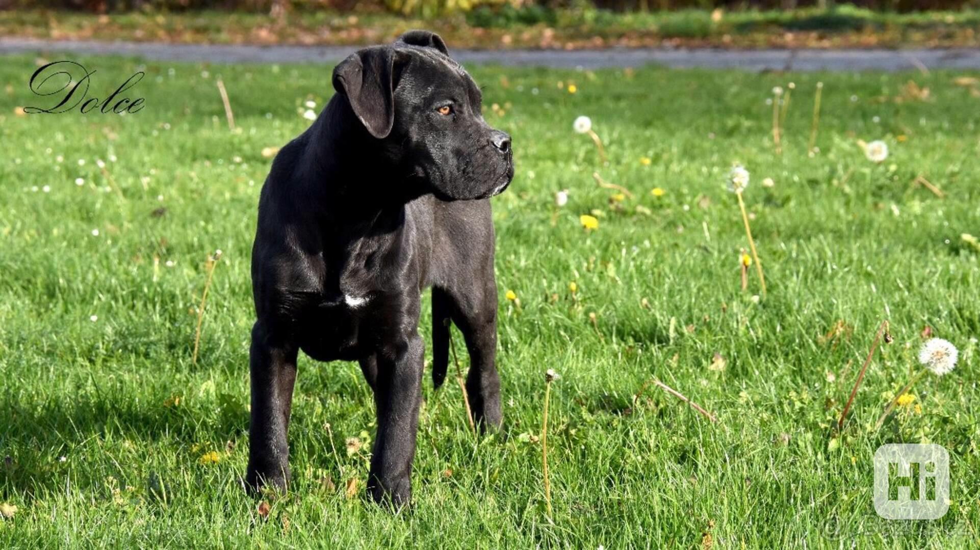 Cane Corso štěňátka s PP FCI - foto 1