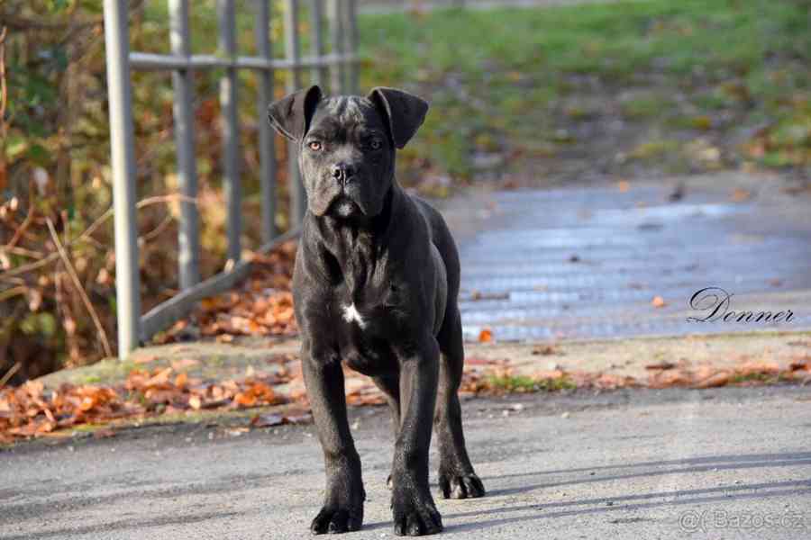 Cane Corso štěňátka s PP FCI - foto 3