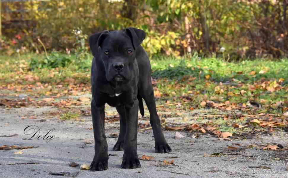 Cane Corso štěňátka s PP FCI - foto 4