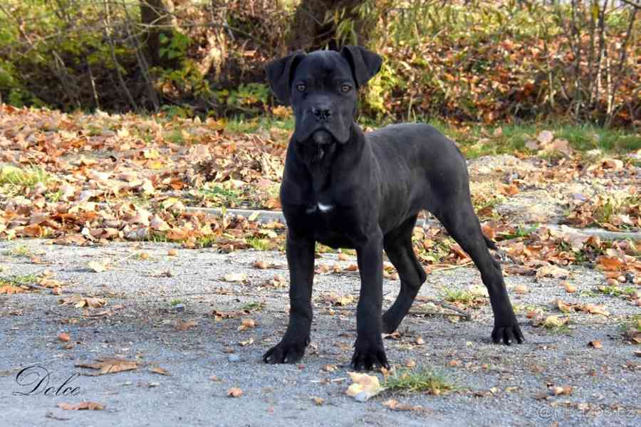 Cane Corso štěňátka s PP FCI - foto 5