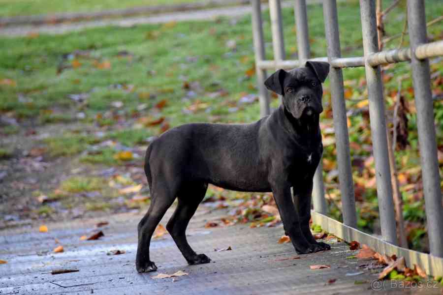 Cane Corso štěňátka s PP FCI - foto 2