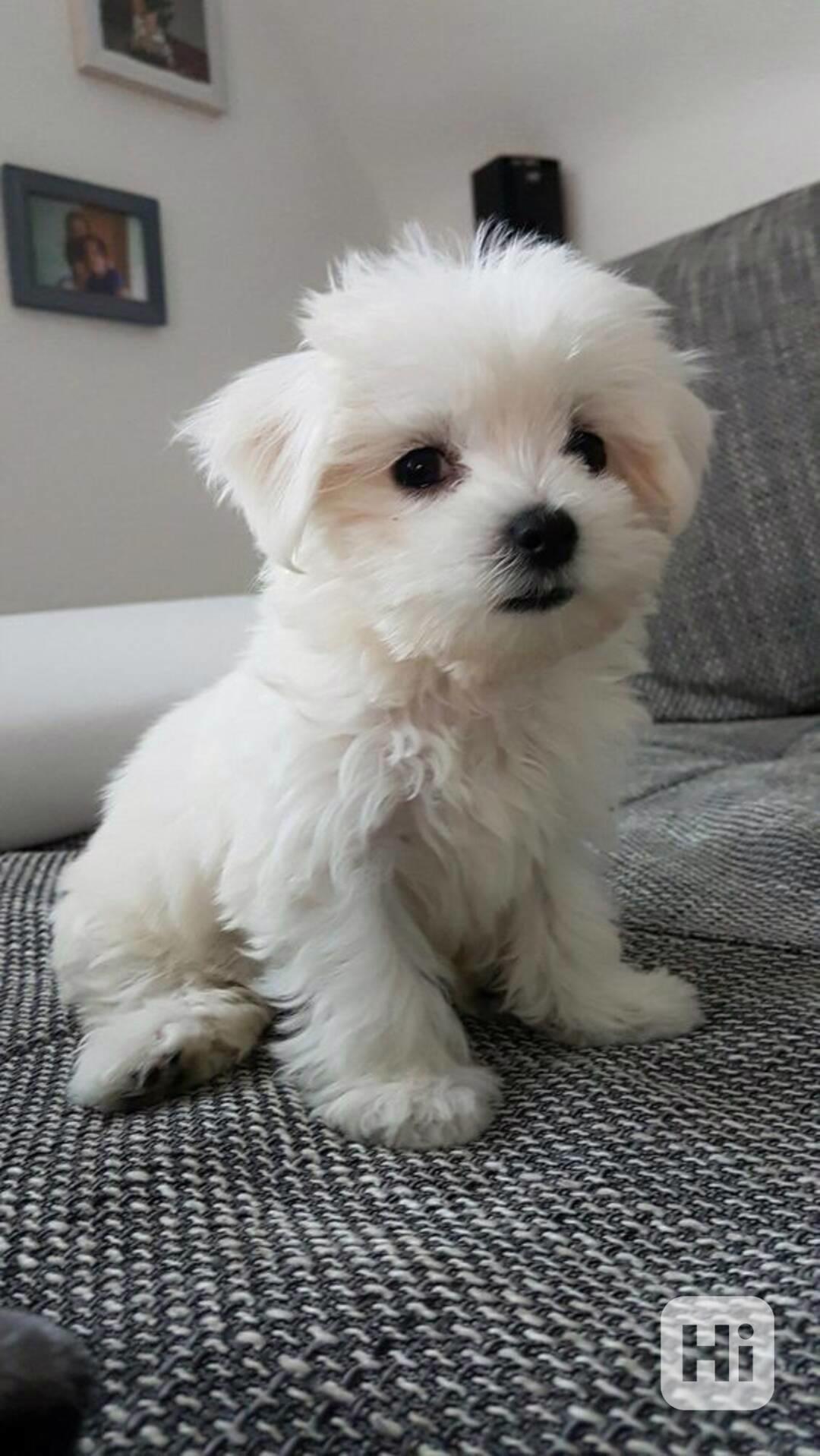 Prodám mini štěňátka Maltézáka. - foto 1