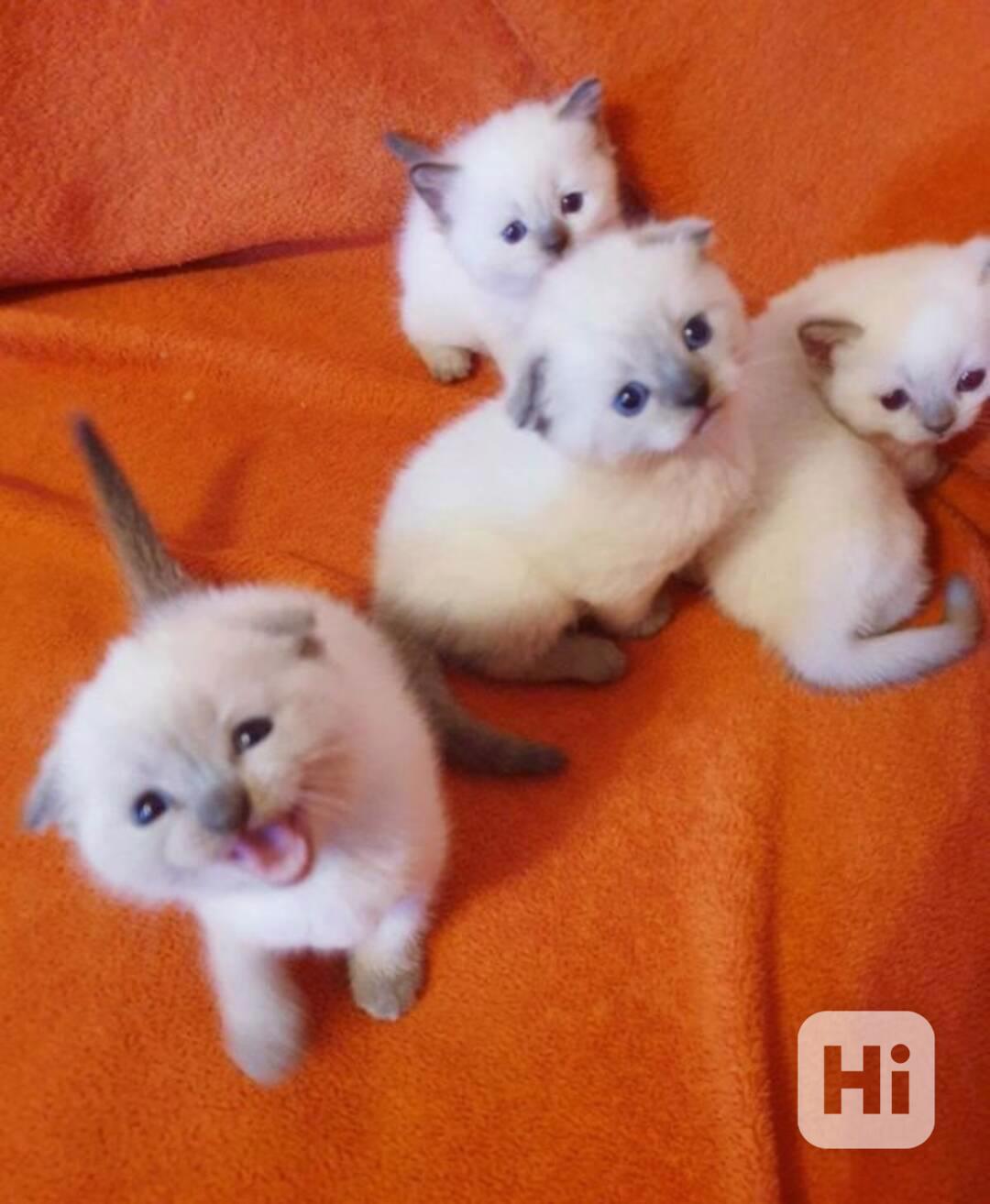 ragdoll koťata - foto 1