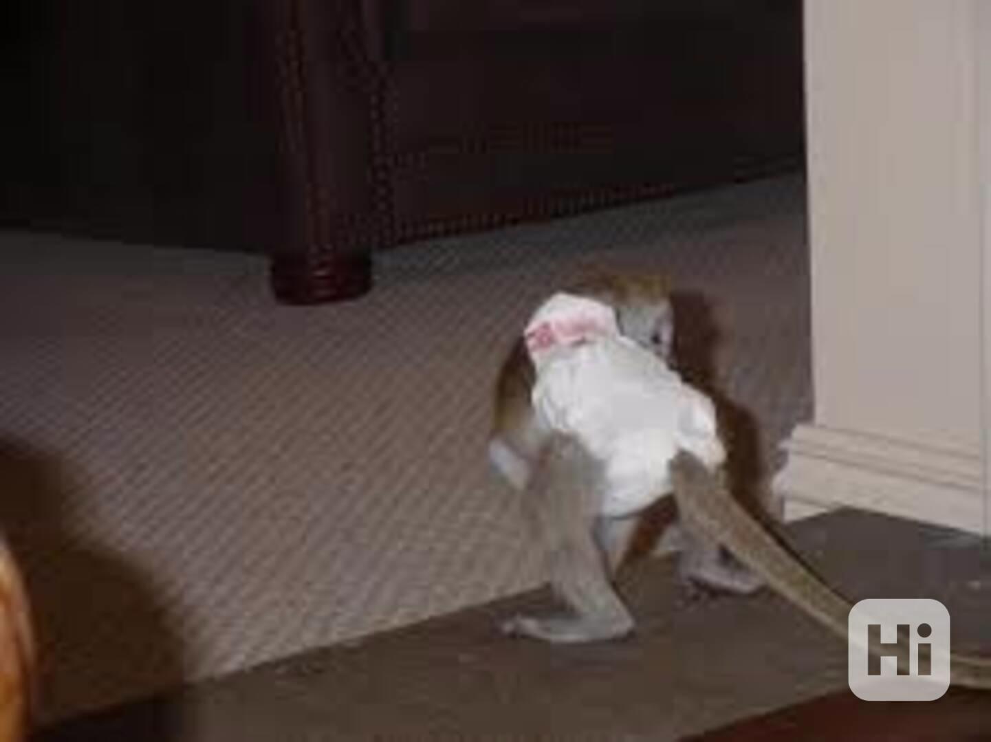 !!  3měsíční opička !!!~!! - foto 1