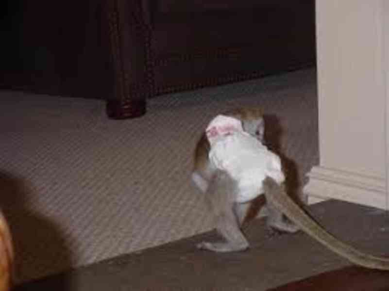 !!  3měsíční opička !!!~!!