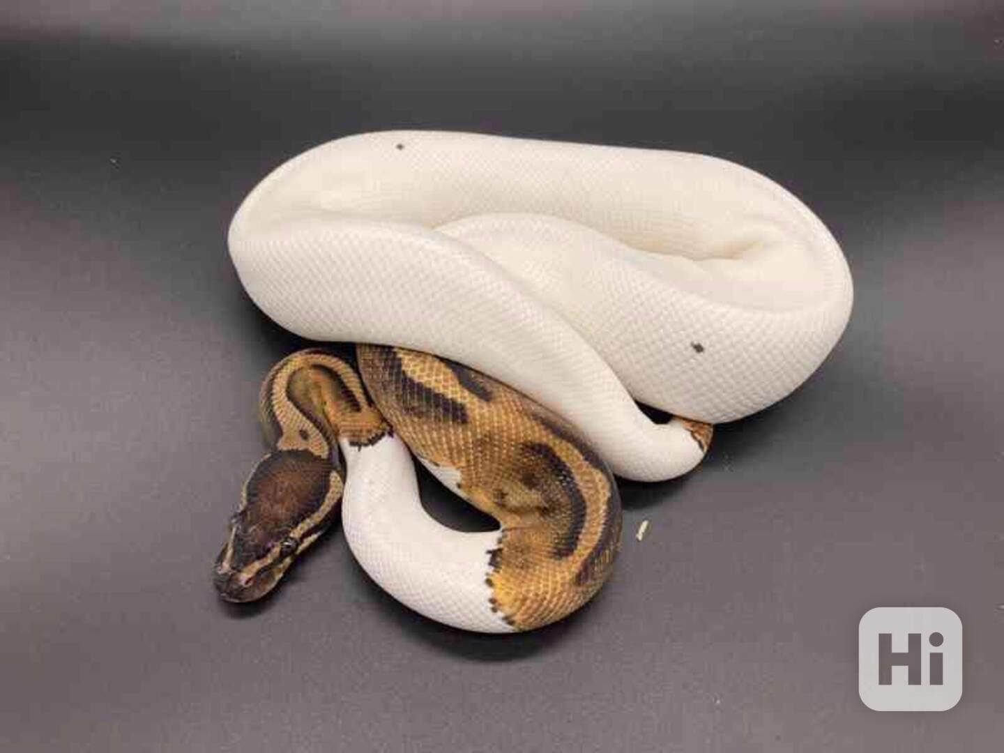 judex ball python - foto 1