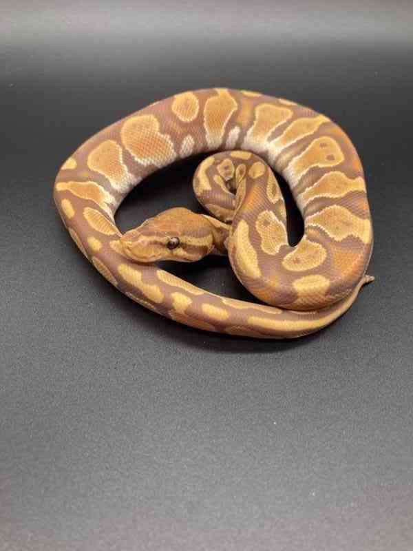 judex ball python - foto 11