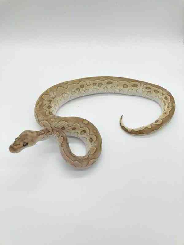 judex ball python - foto 6