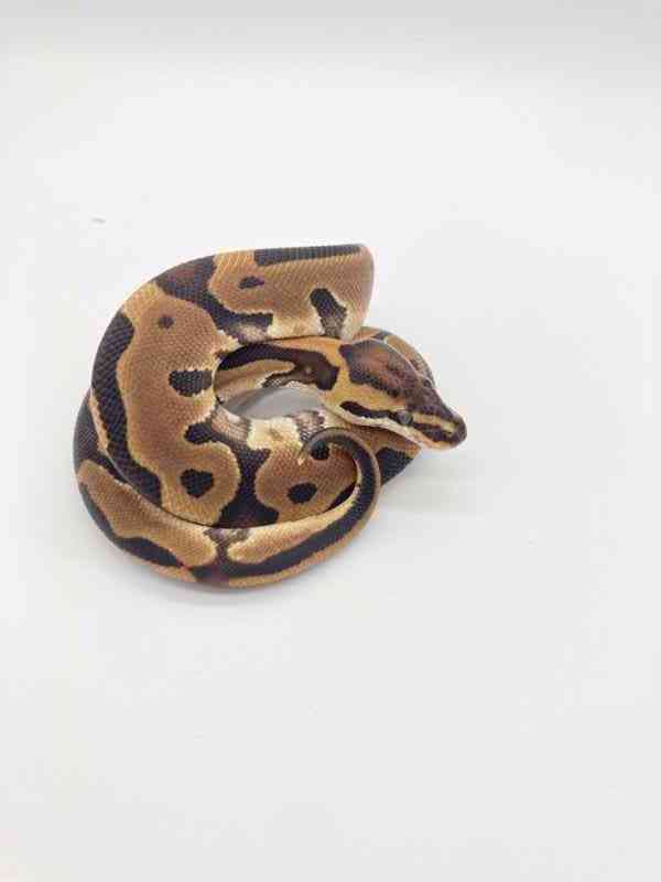 judex ball python - foto 10