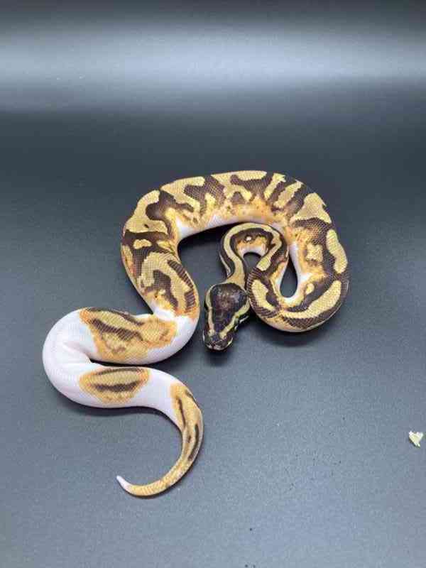 judex ball python - foto 3