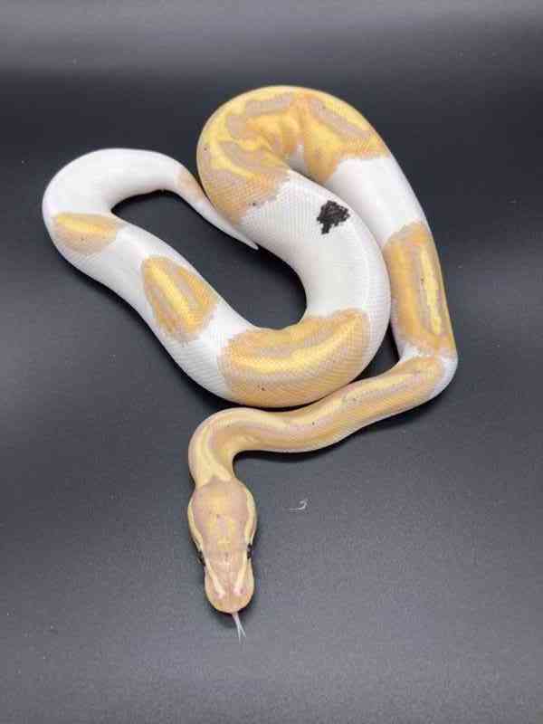 judex ball python - foto 2