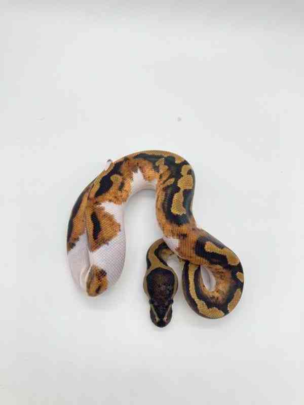 judex ball python - foto 7